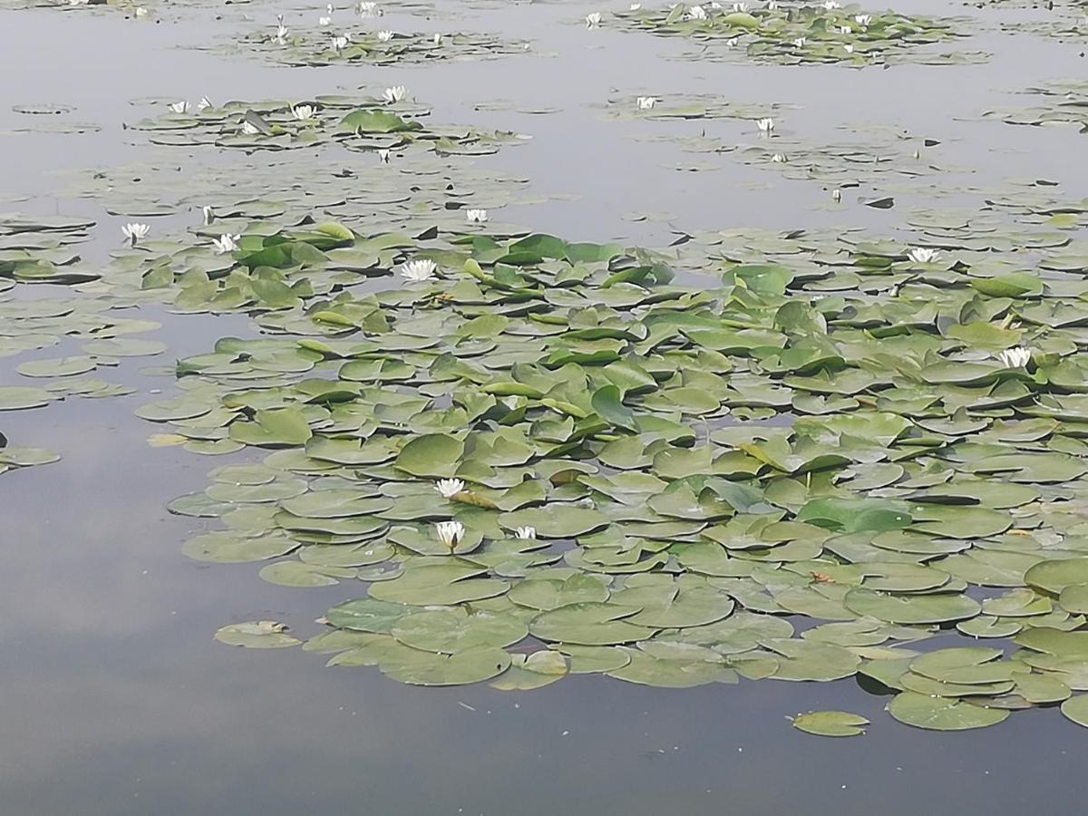 Pensiunea Scoika Steaguri Neptun Exteriér fotografie